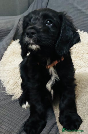 Mixed Breed dogs - Advert 6