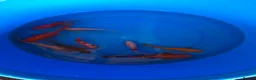 Pond Fish fish for sale: Various pond fish, koi, goldfish for sale - Advert 7