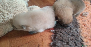 Pomeranian dogs - Advert 1