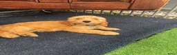 Cockapoo dogs for sale: Puppies are now sold  - Advert 2