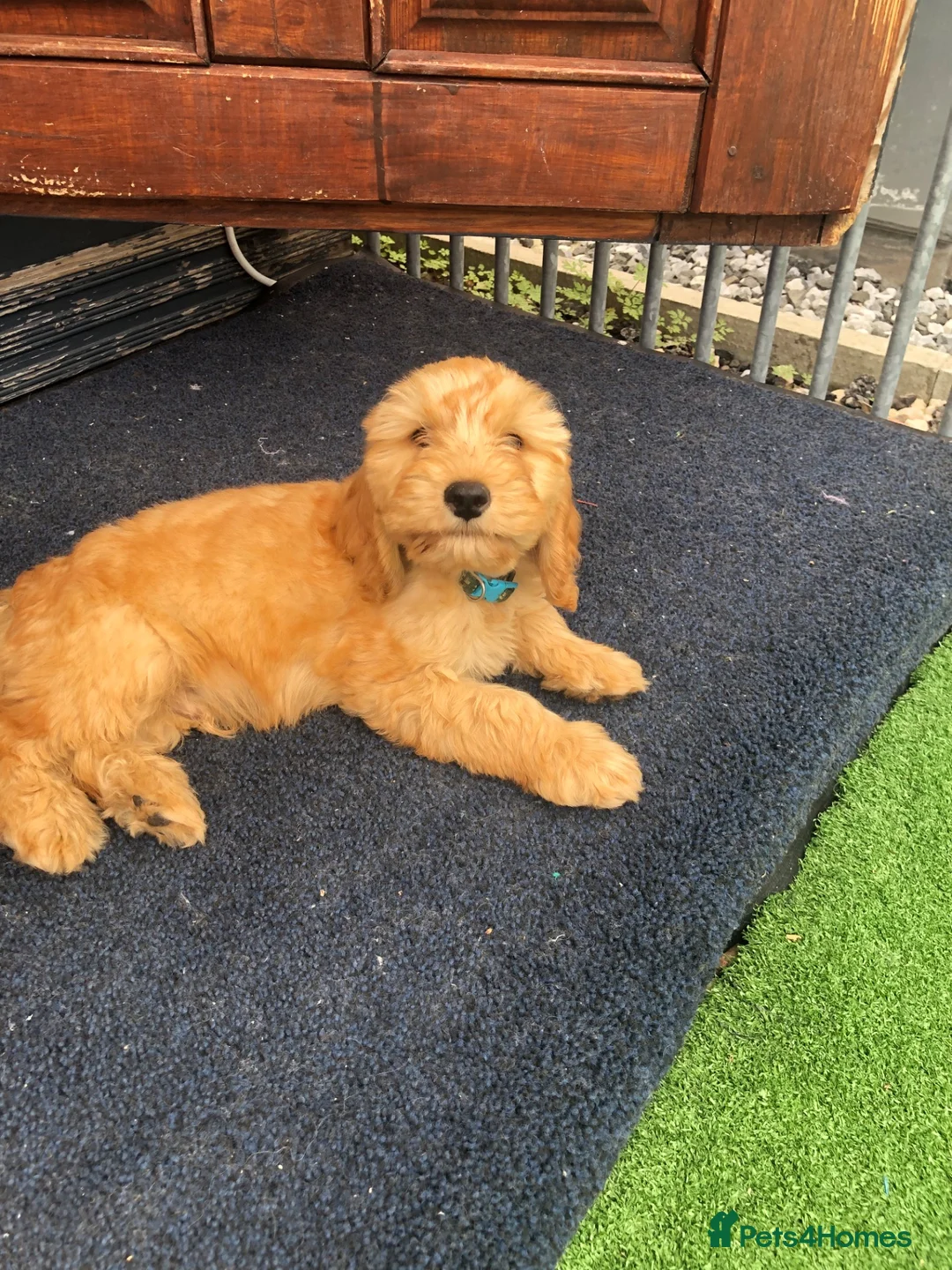Cockapoo dogs for sale: Puppies are now sold  - Advert 2
