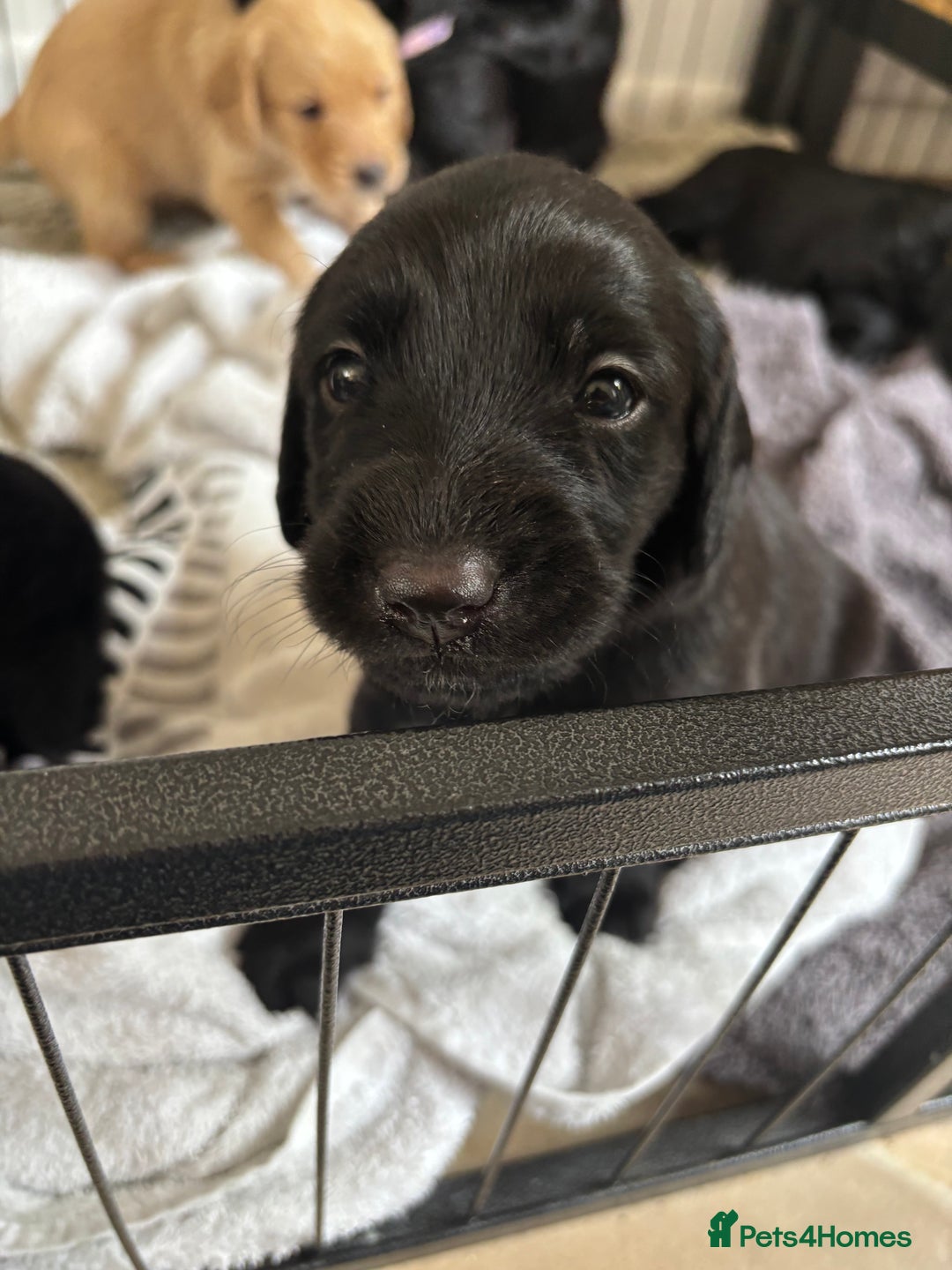 Labradoodle dogs for sale: Male Labradoodle  - Image 8