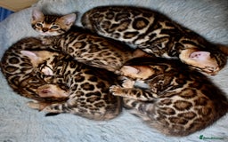 Bengal cats for sale: Beautiful Bengal kittens - Image 1
