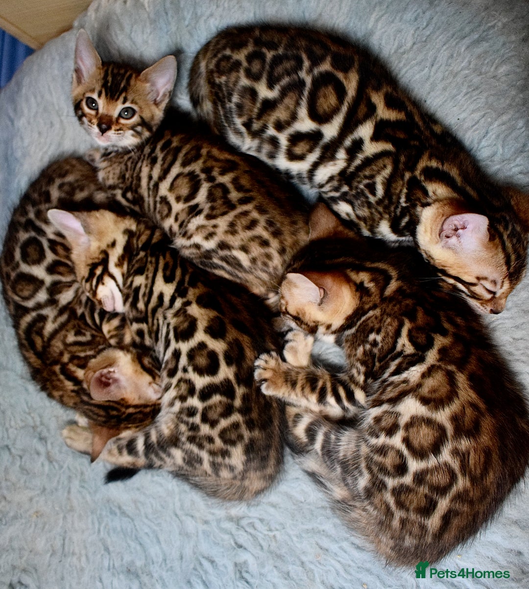 Bengal cats for sale: Beautiful Bengal kittens - Image 1