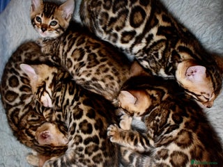 Bengal cats for sale - Advert 1
