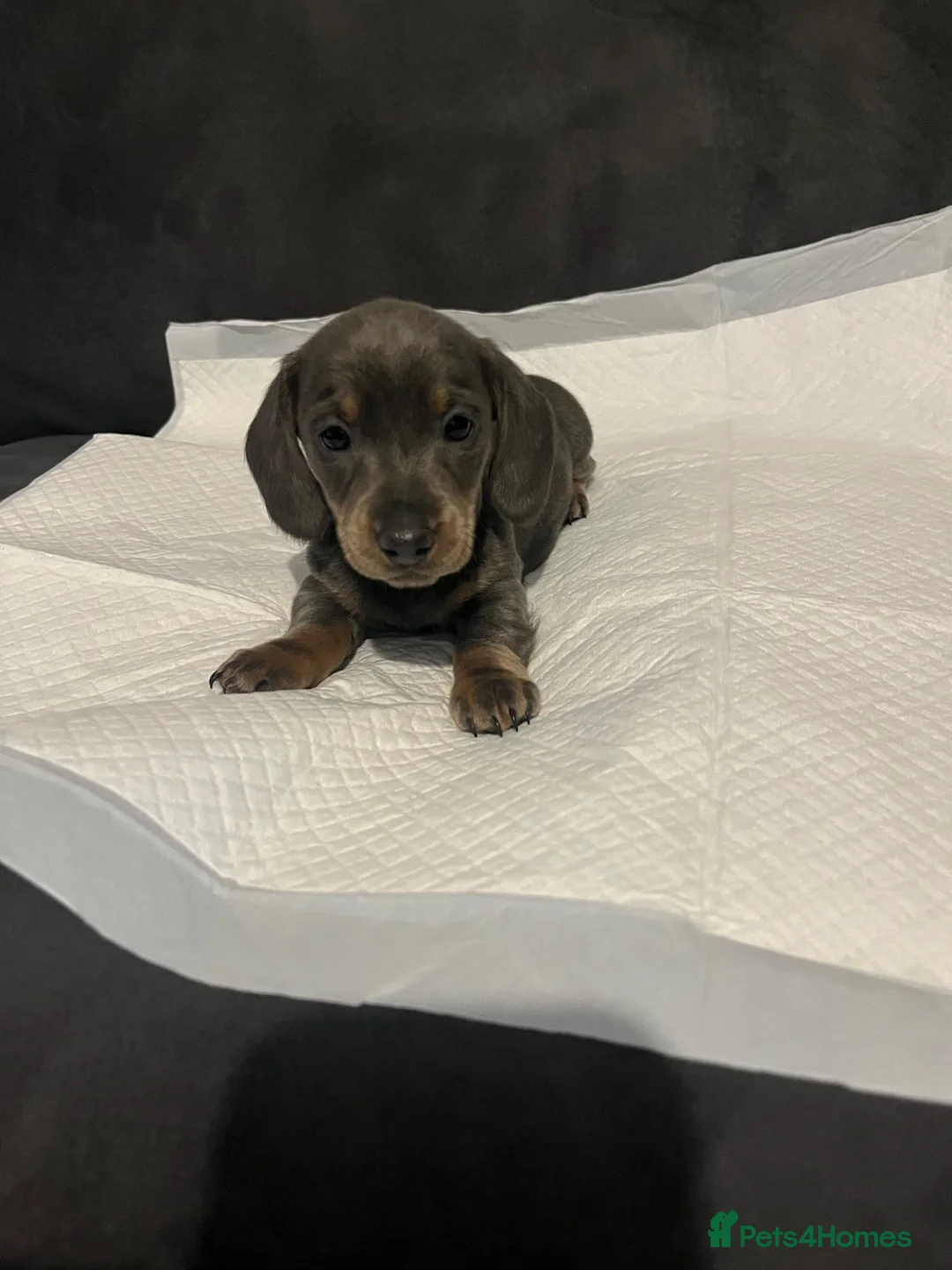 Miniature Dachshund dogs for sale: ❗️Last girl remaining❗️ - Advert 2