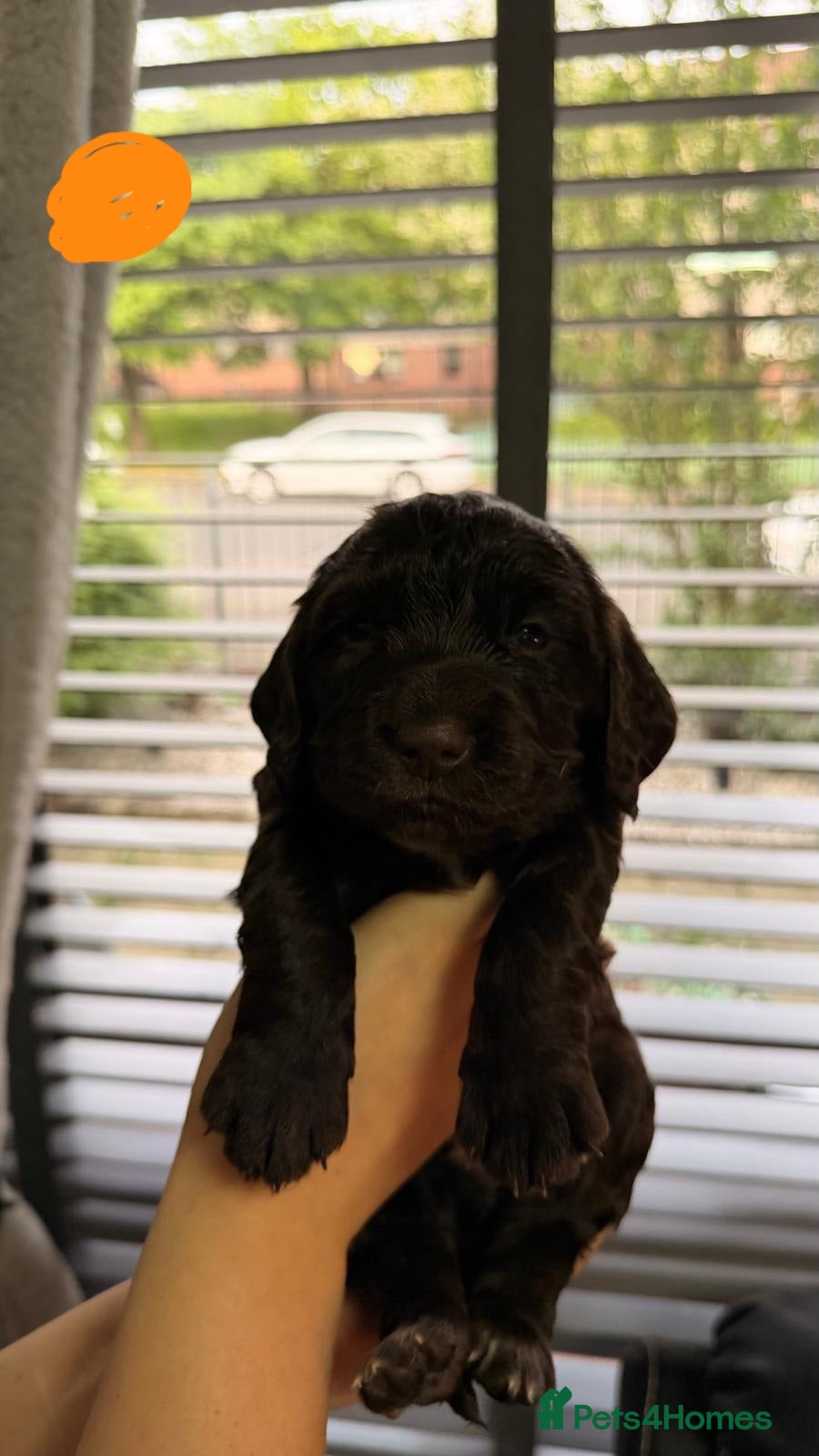 Cocker Spaniel dogs for sale: KC Reg Working Cocker Spaniel Pups ** 1 Boy Left** - Advert 28
