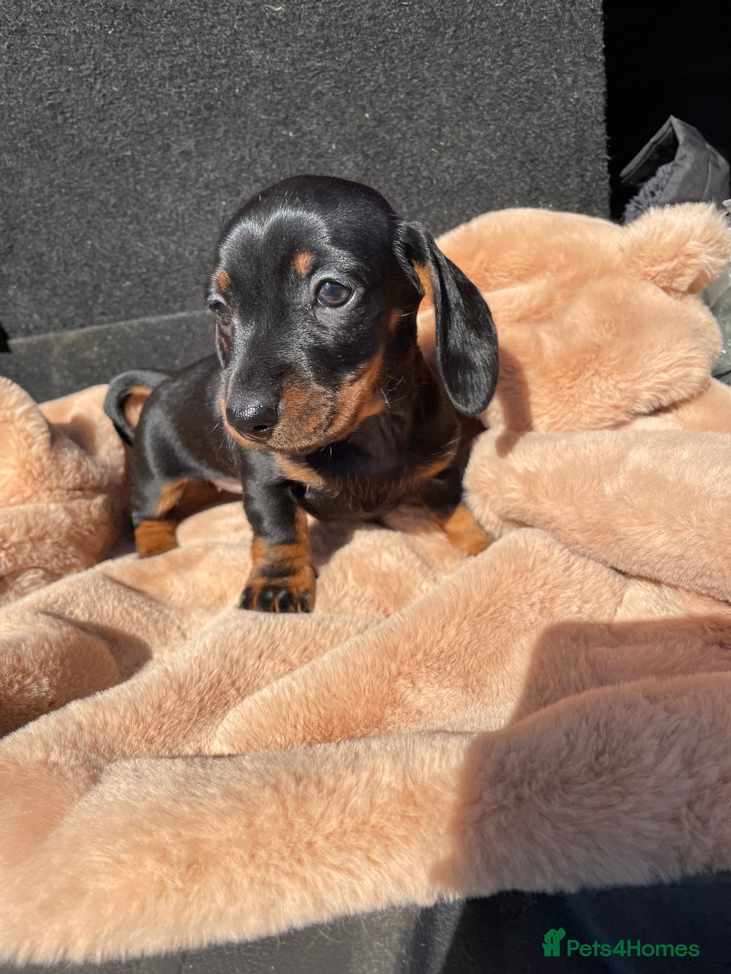 Miniature Dachshund dogs Miniature Dachshunds Ready to leave😍 - Advert 18