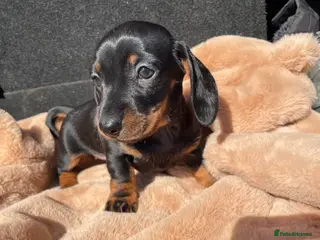 Miniature Dachshund dogs Miniature Dachshunds Ready to leave😍 - Advert 18