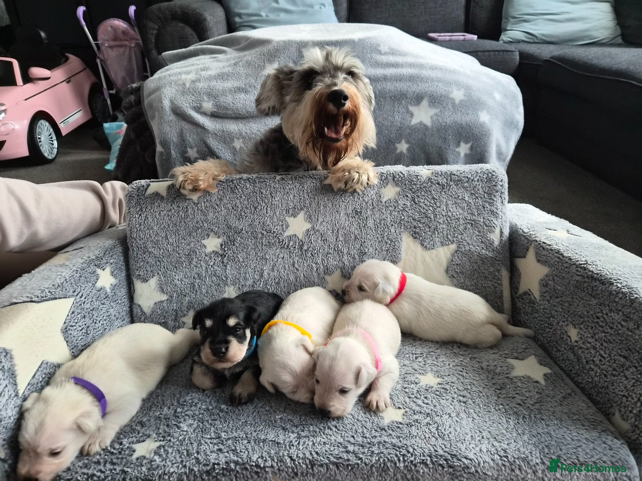 Miniature Schnauzer dogs for sale: 🐾 COCO'S BEAUTIFUL THIRD & FINAL LITTER 🐾 - Advert 1