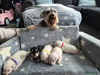 Miniature Schnauzer dogs 🐾 COCO'S BEAUTIFUL THIRD & FINAL LITTER 🐾 - Advert 2