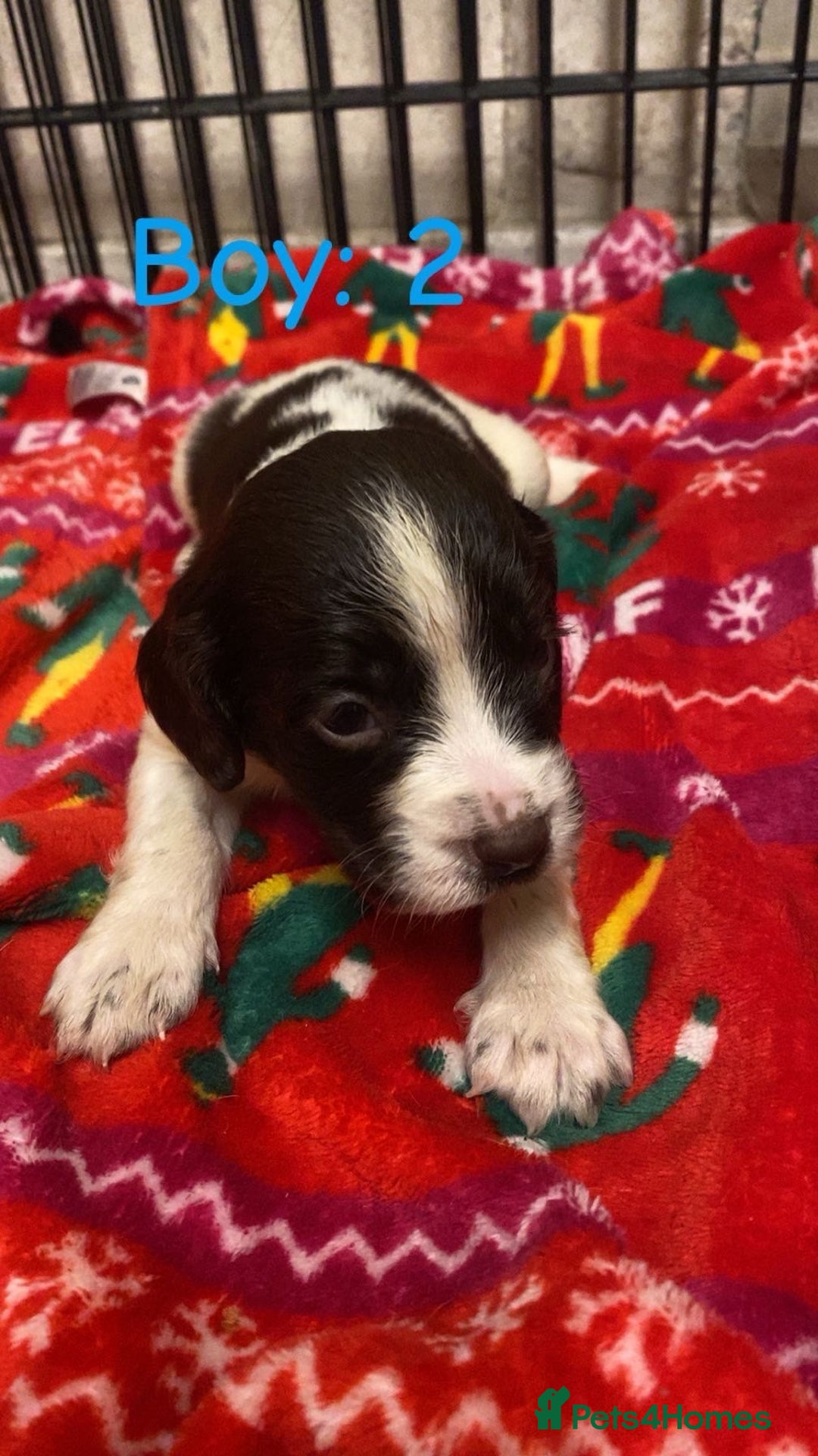 English Springer Spaniel dogs for sale: Beautiful litter of 11 springer spaniel puppies  - Advert 8
