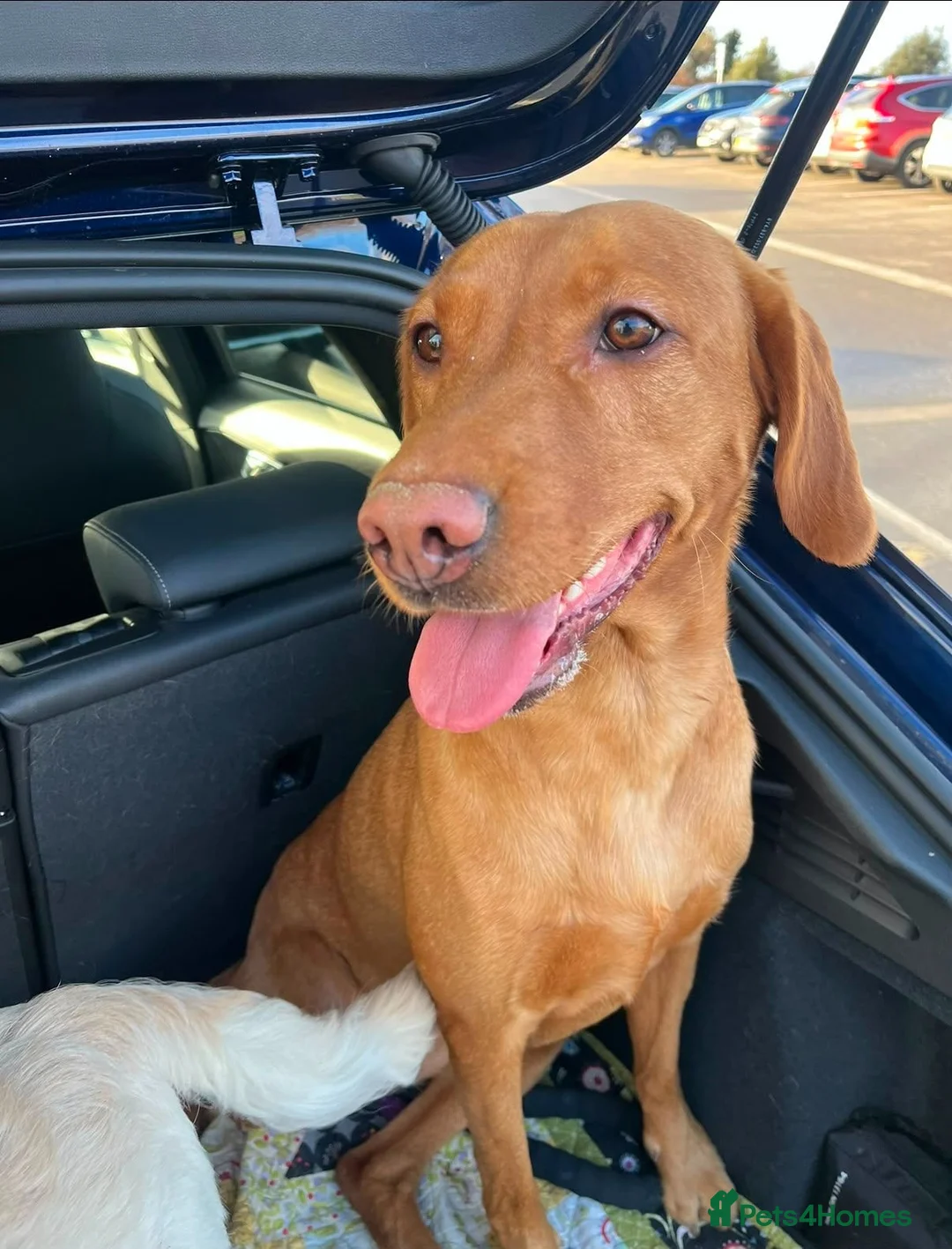 Labrador Retriever dogs for sale: Beautiful Fox Red Labrador Retriever Puppies - Advert 1