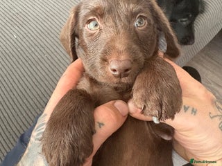 Labradoodle dogs mini labradoodle/ LAST GIRL READY NOW! - Advert 6