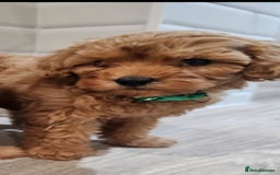 Cavapoo dogs for sale: Red F1B Toy Cavapoos - Image 13
