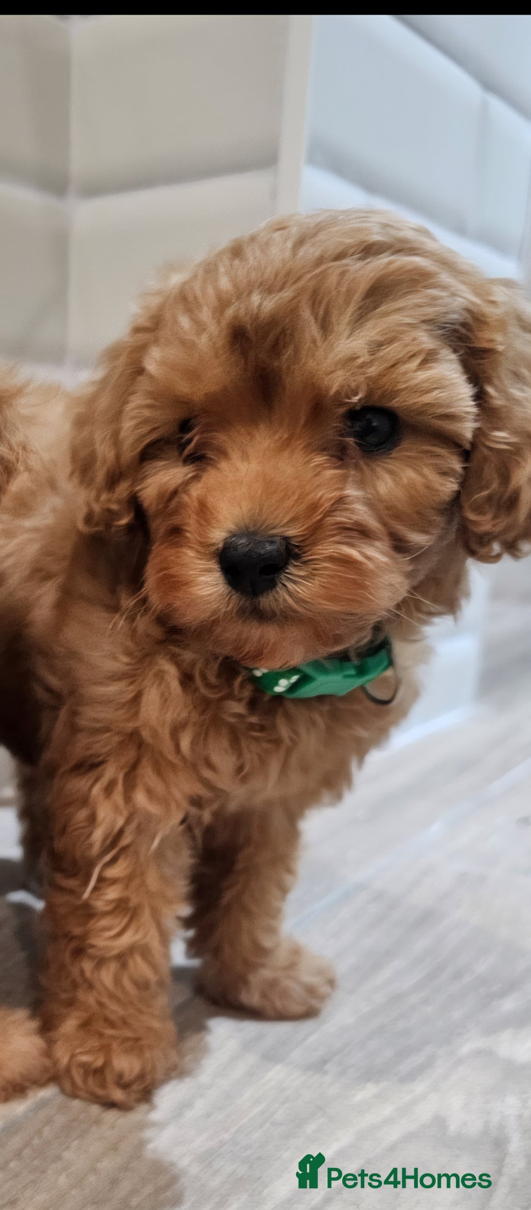 Cavapoo dogs for sale: Red F1B Toy Cavapoos - Image 13