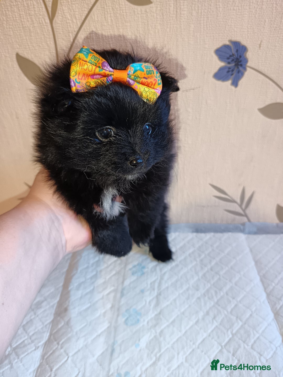 Pomeranian dogs for sale: Barnsley  - Advert 10