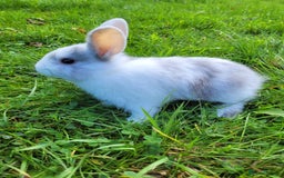 English Lop rabbits for sale: Baby Rabbits 9 available  - Image 9