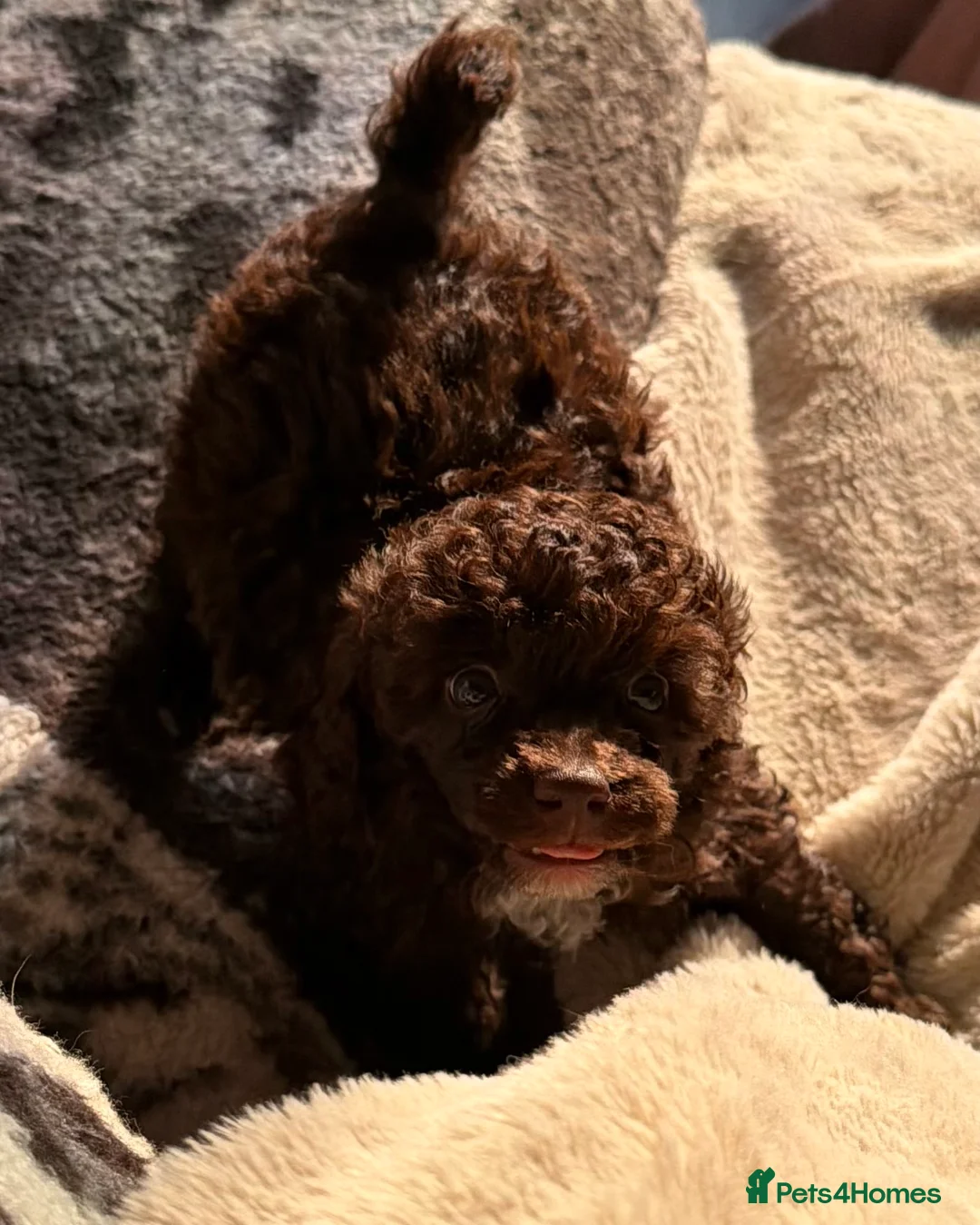 Mixed Breed dogs for sale: Loving Miniature x Toy Poodle Puppy  in Reading - Advert 7
