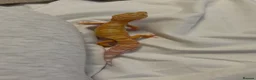Leopard Gecko reptiles for sale: 🦎 Rainwater Albino Leopard Gecko in Harlow - Advert 2