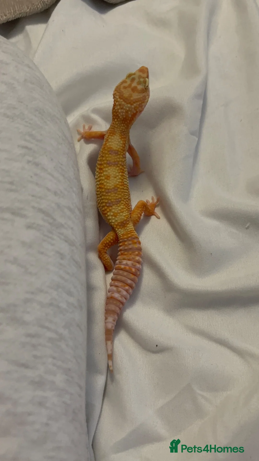 Leopard Gecko reptiles for sale: 🦎 Rainwater Albino Leopard Gecko in Harlow - Advert 2