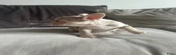 French Bulldog dogs for sale: 6 quality fluffy carrier French bulldogs - Advert 8