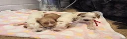 Cocker Spaniel dogs for sale: SHOW TYPE health tested KC cocker spaniels  - Advert 11