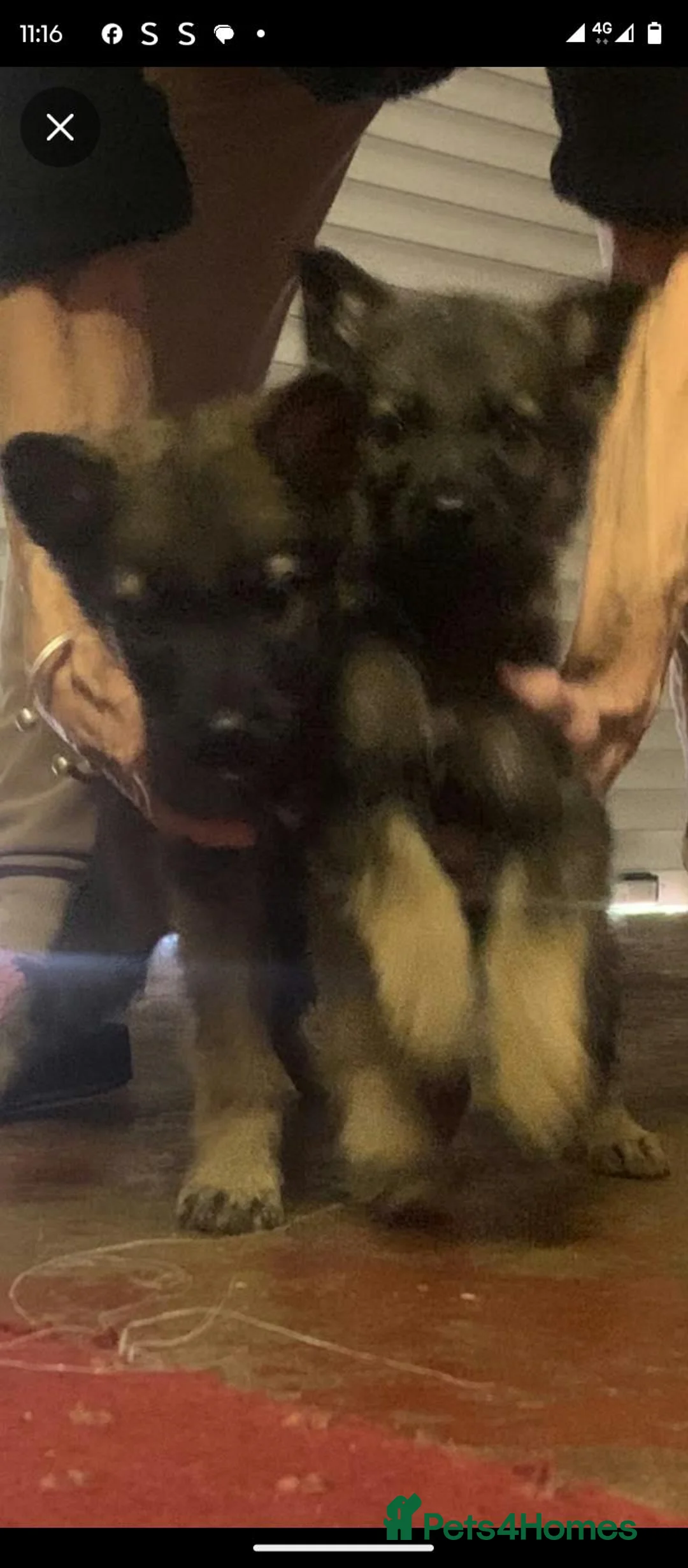 German Shepherd dogs for sale: 2 Stunning German Shepherds Pups  in Sandy - Advert 2