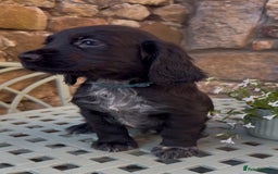 Cocker Spaniel dogs for sale: FTW Sired KC Reg Working Cocker Spaniel Puppies in Stocksfield - Image 18