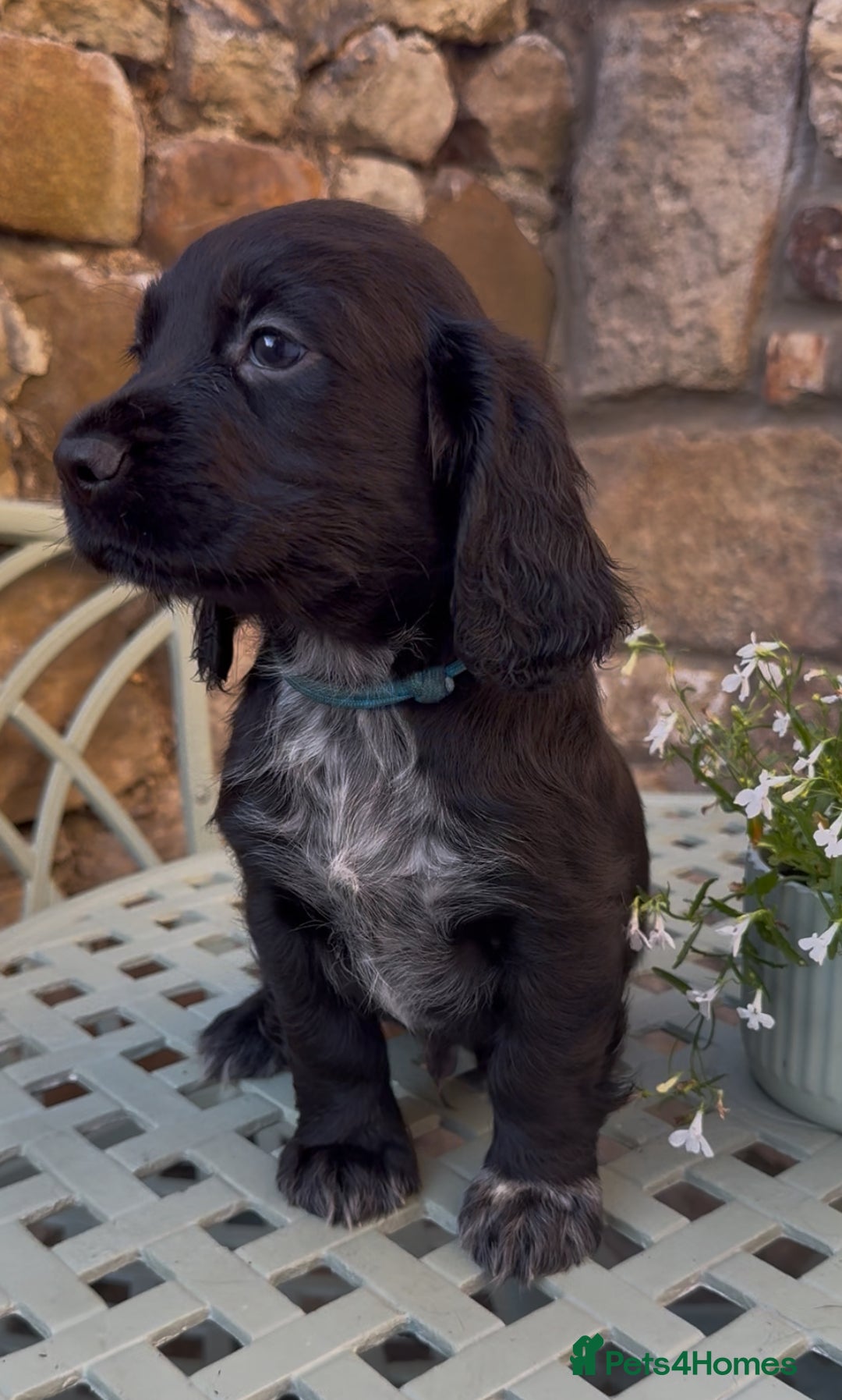 Cocker Spaniel dogs for sale: FTW Sired KC Reg Working Cocker Spaniel Puppies in Stocksfield - Image 18