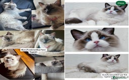 Ragdoll cats for sale: PUREBRED RAGDOLL KITTENS - Image 5