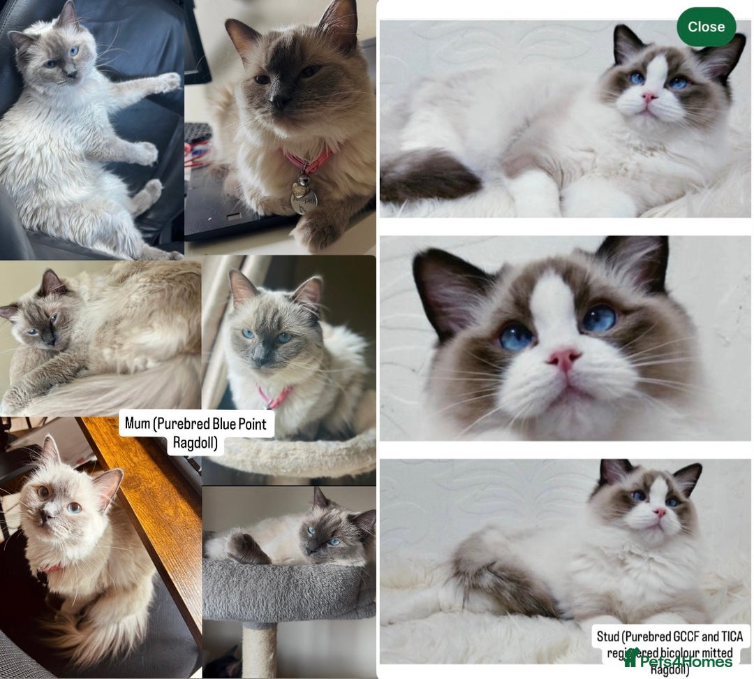 Ragdoll cats for sale: PUREBRED RAGDOLL KITTENS - Image 5