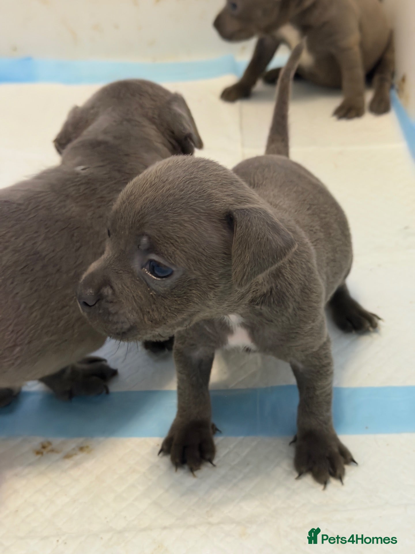 Staffordshire Bull Terrier dogs KC Registered Blue Staffordshire Bull Terrier Pups - Advert 1