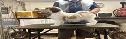 Tibetan Terrier dogs for sale: Araki Tibetan Terriers - Advert 3