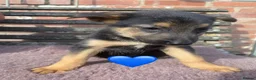 Mixed Breed dogs for sale: GSD x Collie,big and chunky Farm bred pups. - Advert 10