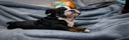 English Bulldog dogs for sale: English bulldog puppies ready to go now in Glasgow - Advert 3