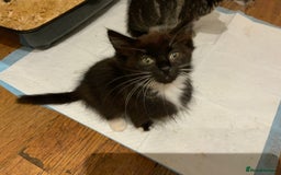 Mixed Breed cats for sale: Beautiful Kittens  - Image 6