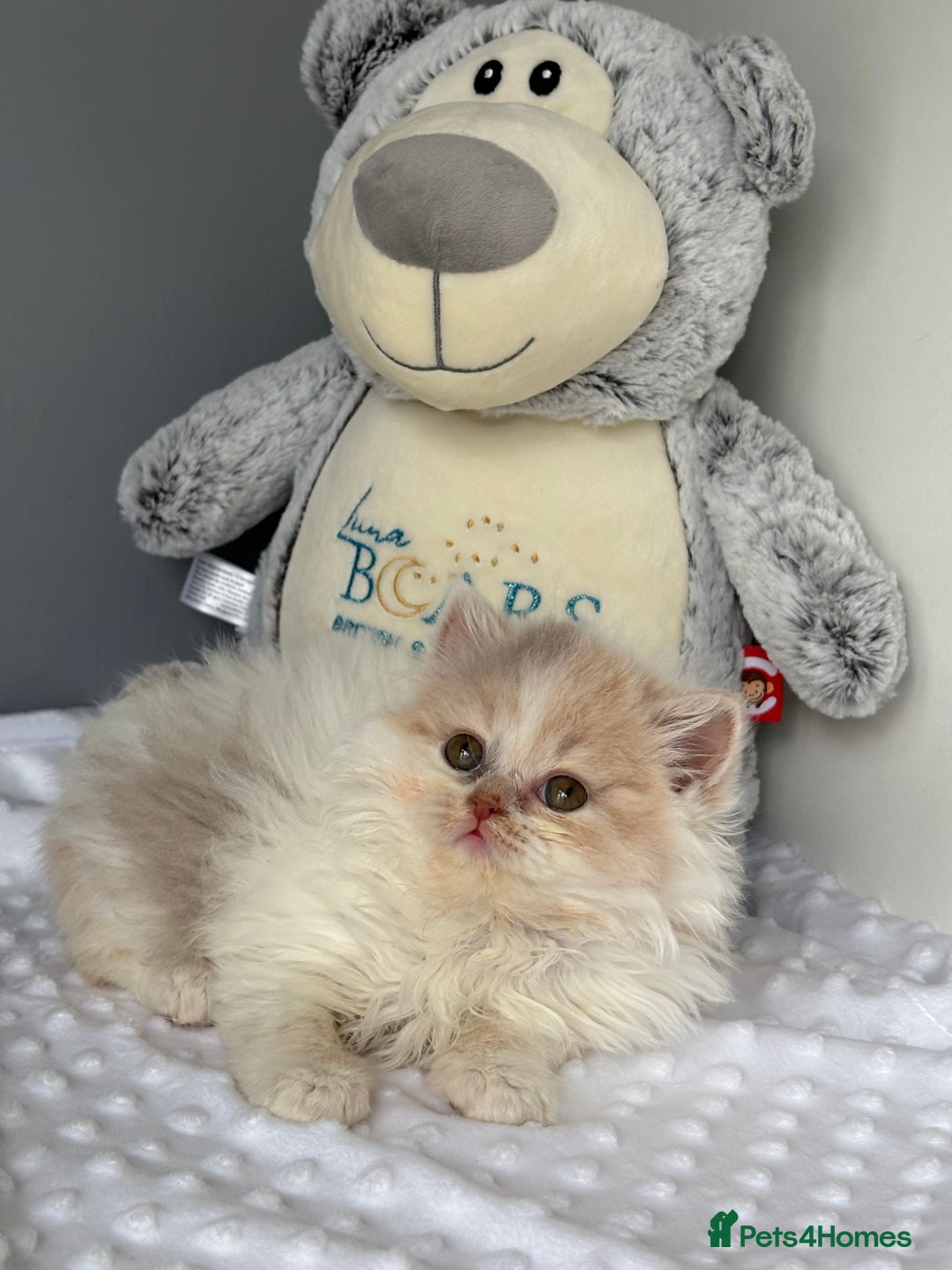 British Shorthair cats for sale: TICA reg lilac tortie and white bsh&blh kittens - Advert 3