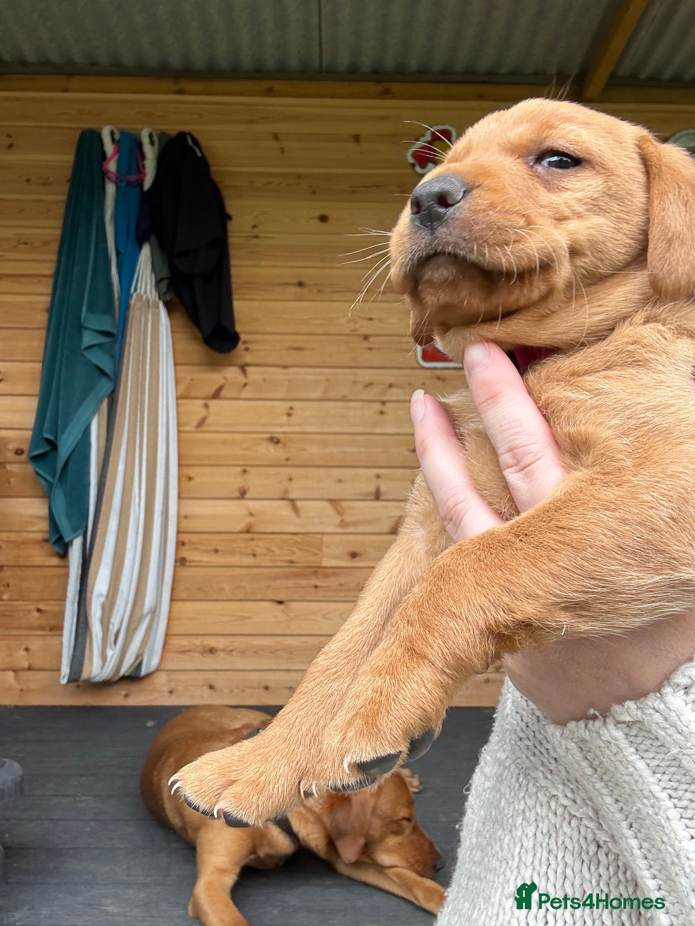 Labrador Retriever dogs Fox red lab puppies looking for forever homes - Advert 2