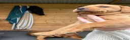 Labrador Retriever dogs for sale: Fox red lab puppies looking for forever homes - Advert 2