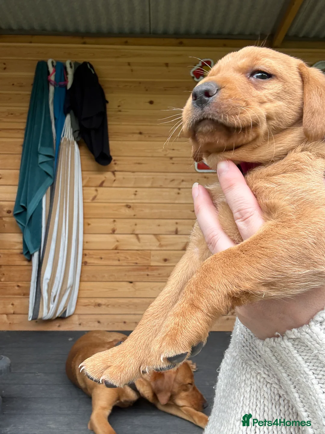 Labrador Retriever dogs for sale: Fox red lab puppies looking for forever homes - Advert 2