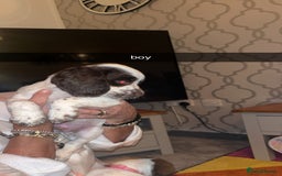 Cocker Spaniel dogs for sale: 7 pups 4 girls 3 boys  - Image 8