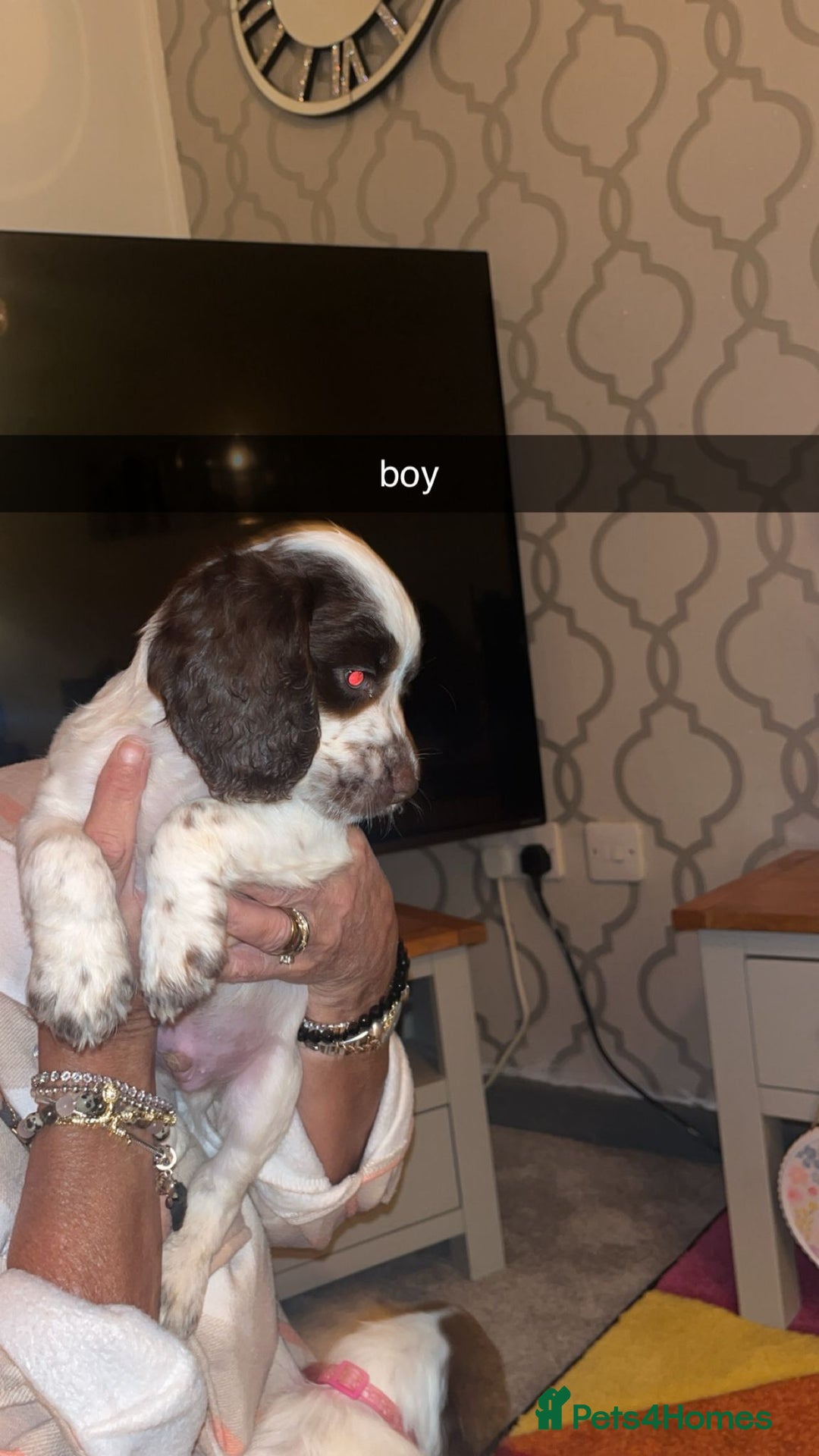 Cocker Spaniel dogs for sale: 7 pups 4 girls 3 boys  - Image 8