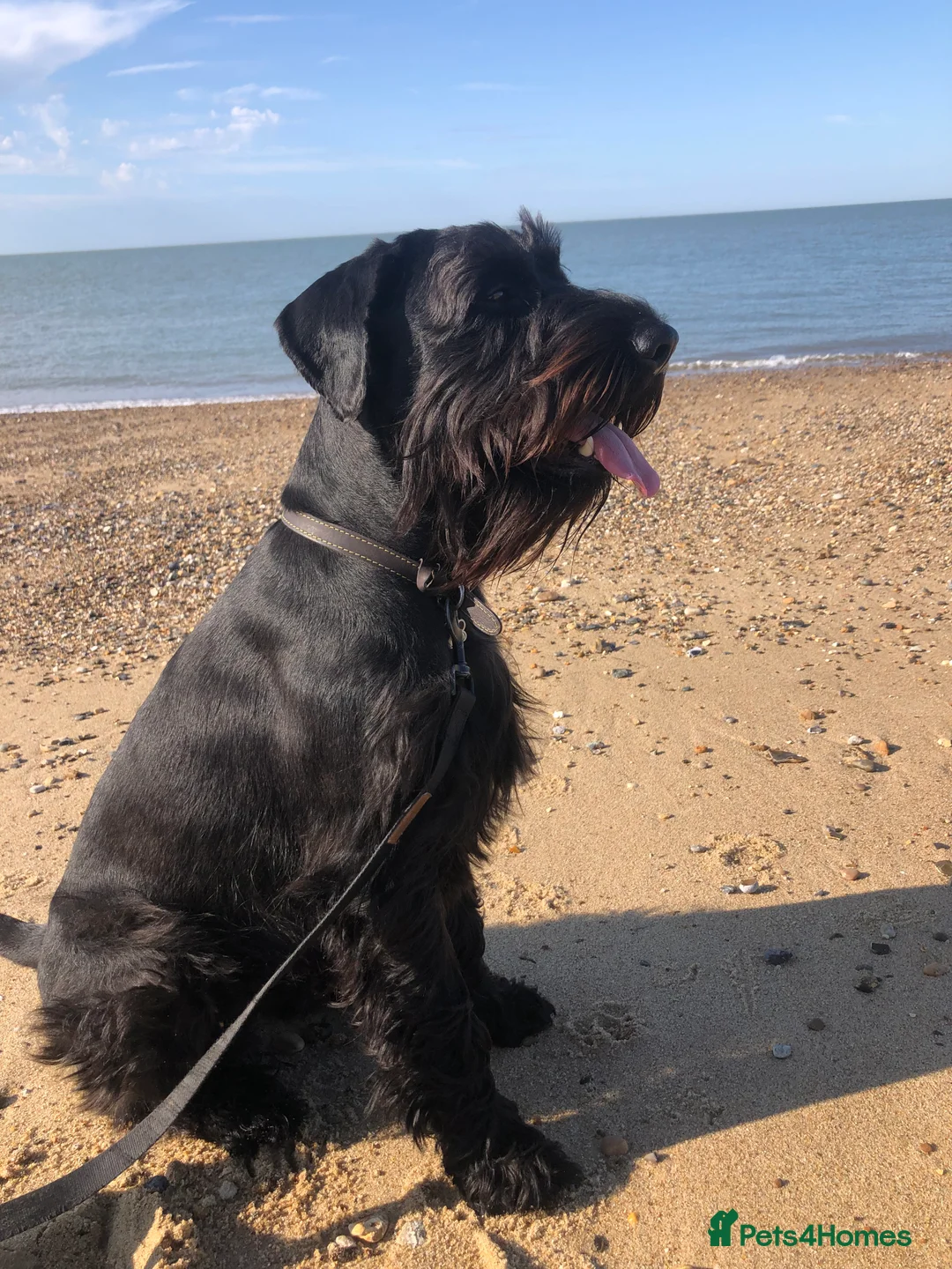 Schnauzer dogs for sale: Standard schnauzer aged 2 1/2 Boy  - Advert 6