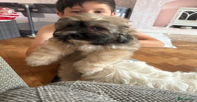 Mixed Breed dogs - Advert 13