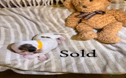 Cocker Spaniel dogs for sale: Beautiful cocker spaniel pups - Image 17