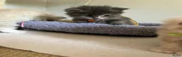 Ragdoll cats for sale: X6 Beautiful Ragdoll/Persian "Perdoll" Kittens - Advert 4