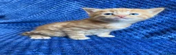 Maine Coon cats for sale: Maine coon kittens  - Advert 7