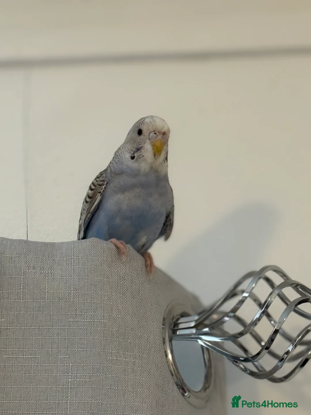 Budgerigars birds for sale: Mixed budgies - Advert 10