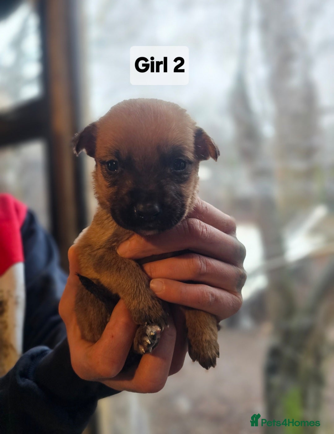 Mixed Breed dogs for sale: German shepard x rottweiler pups - Advert 8
